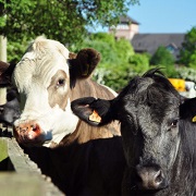 Image of BLACKER HALL FARM